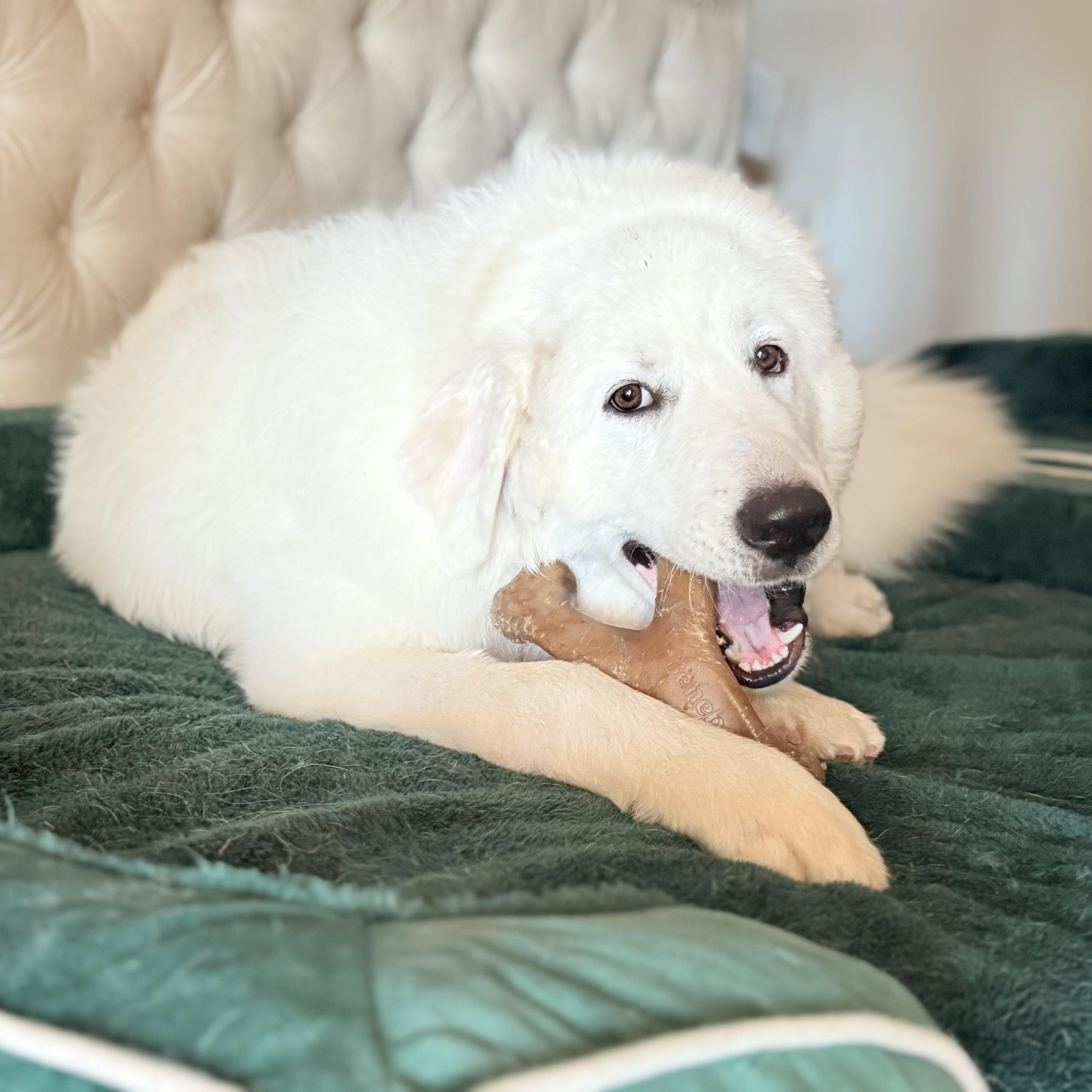 Henry, a Adoptable Great Pyrenees in Portland, OR image 4/5