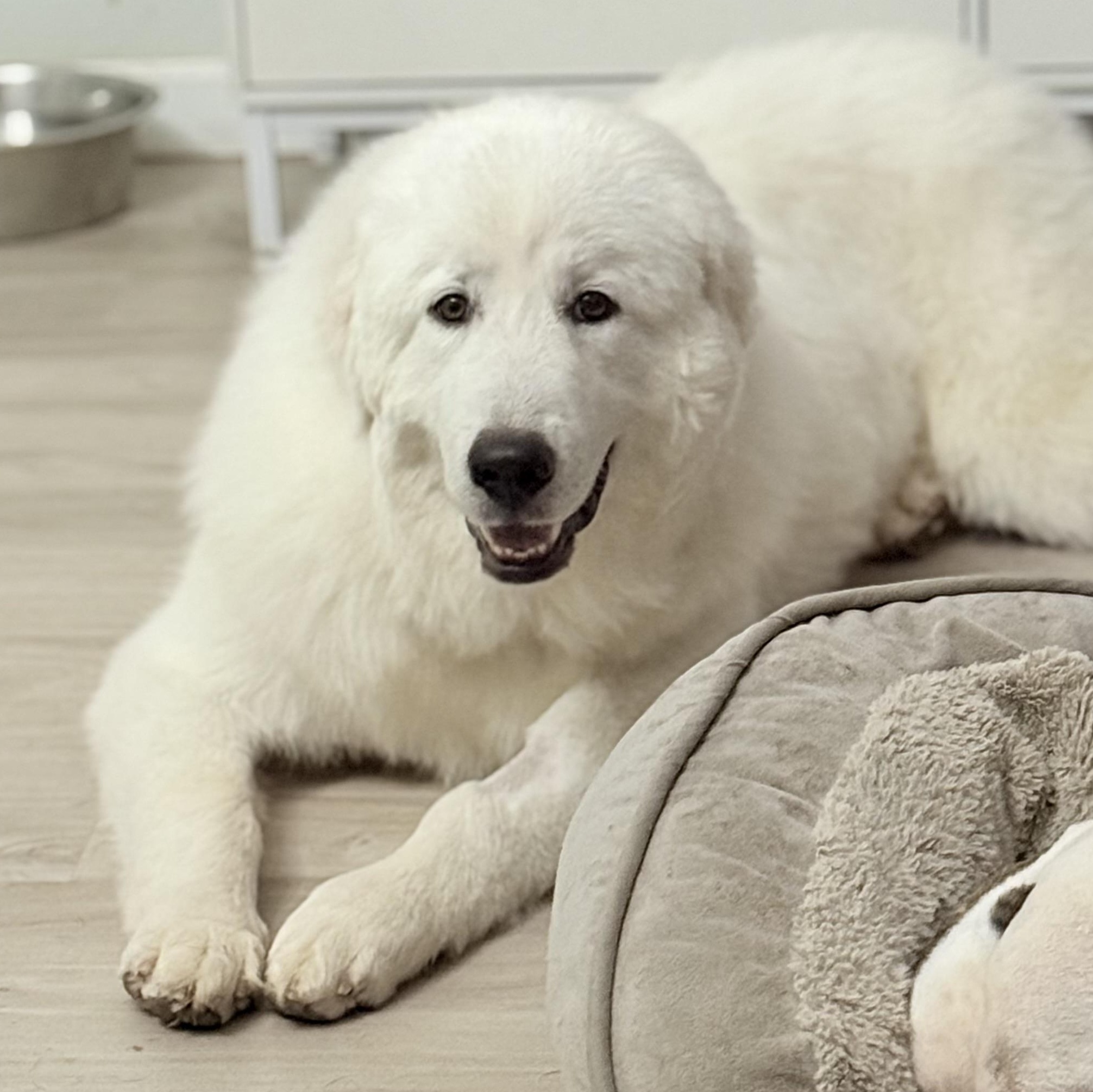 Henry, a Adoptable Great Pyrenees in Portland, OR image 2/5