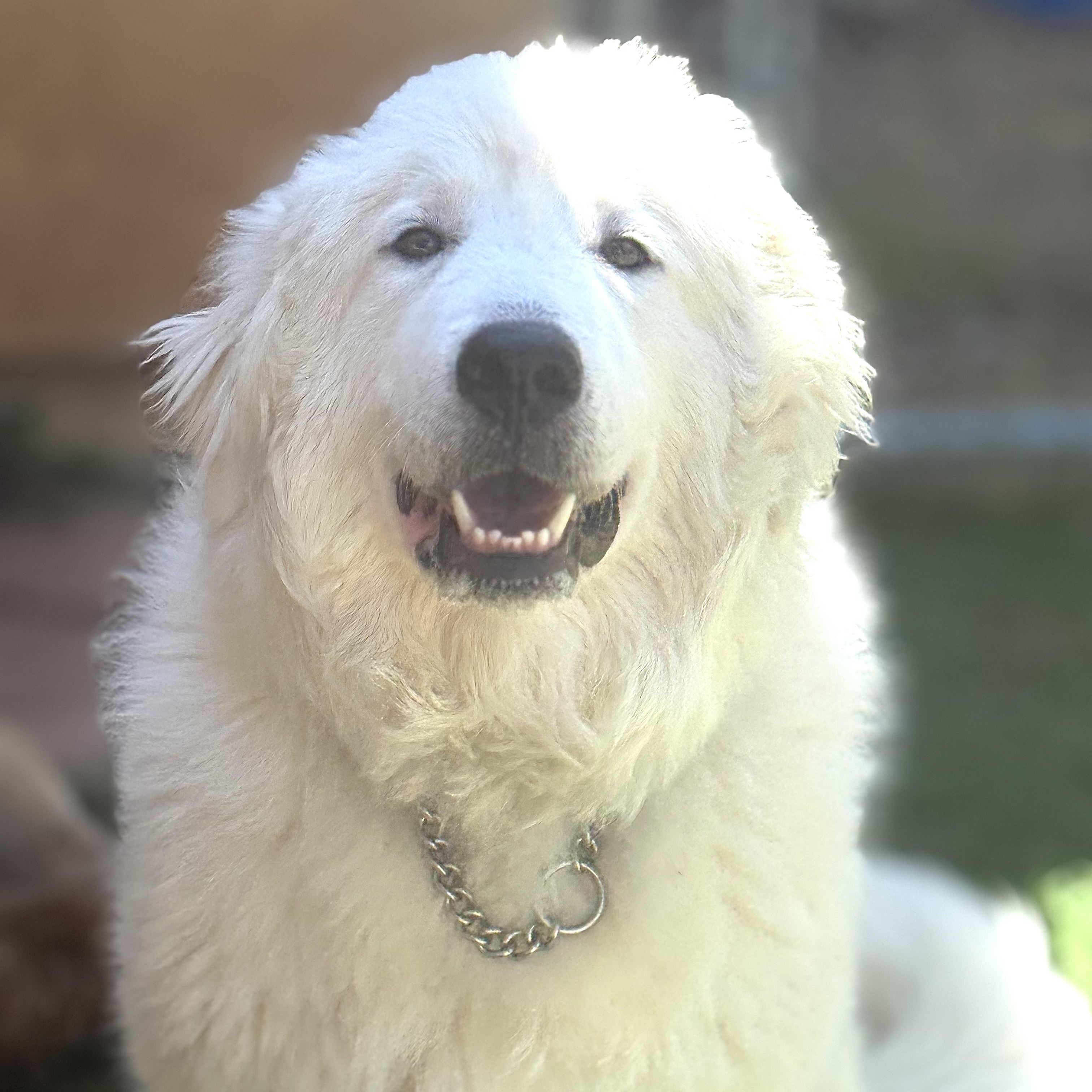 Henry, a Adoptable Great Pyrenees in Portland, OR image 3/5