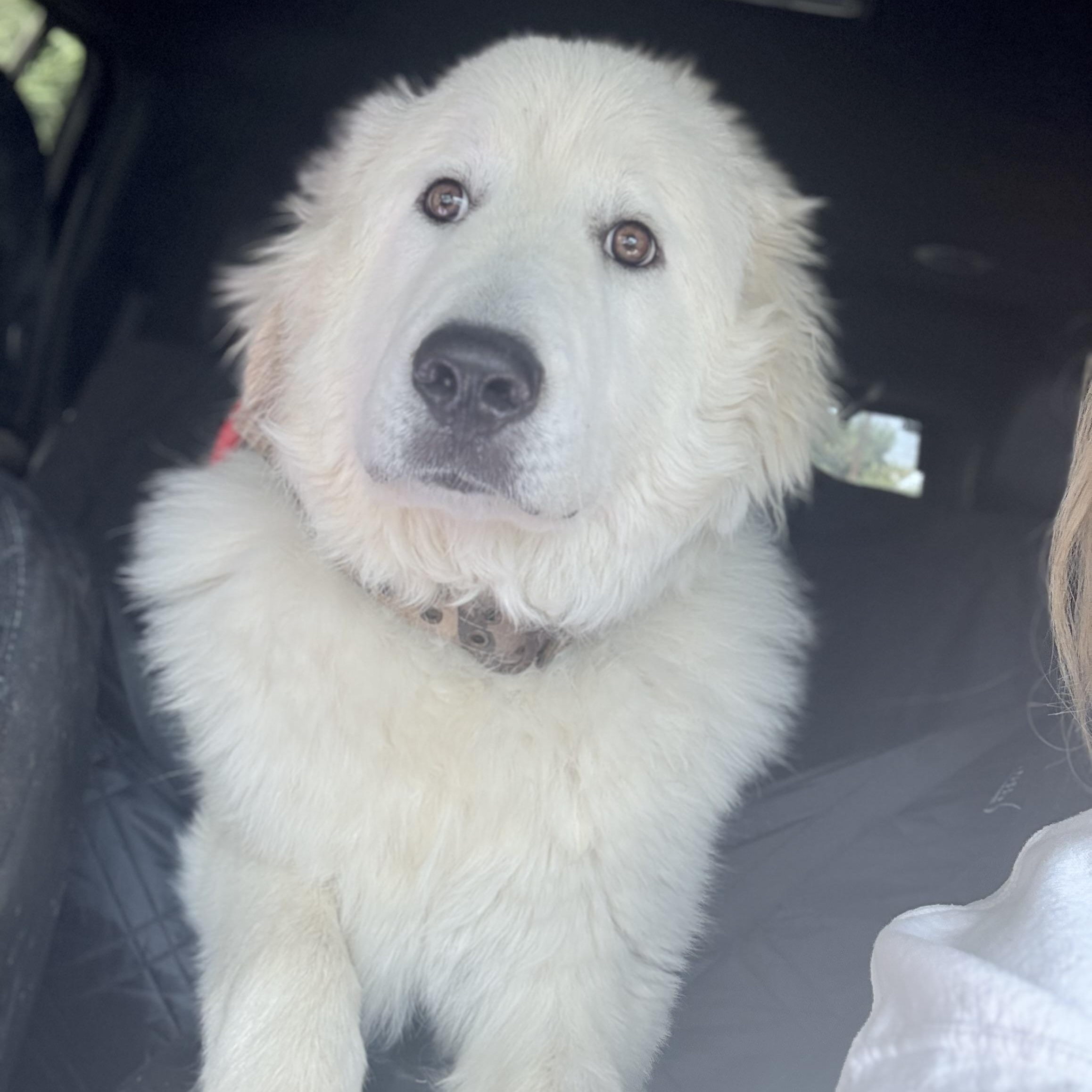 Henry, a Adoptable Great Pyrenees in Portland, OR image 1/5