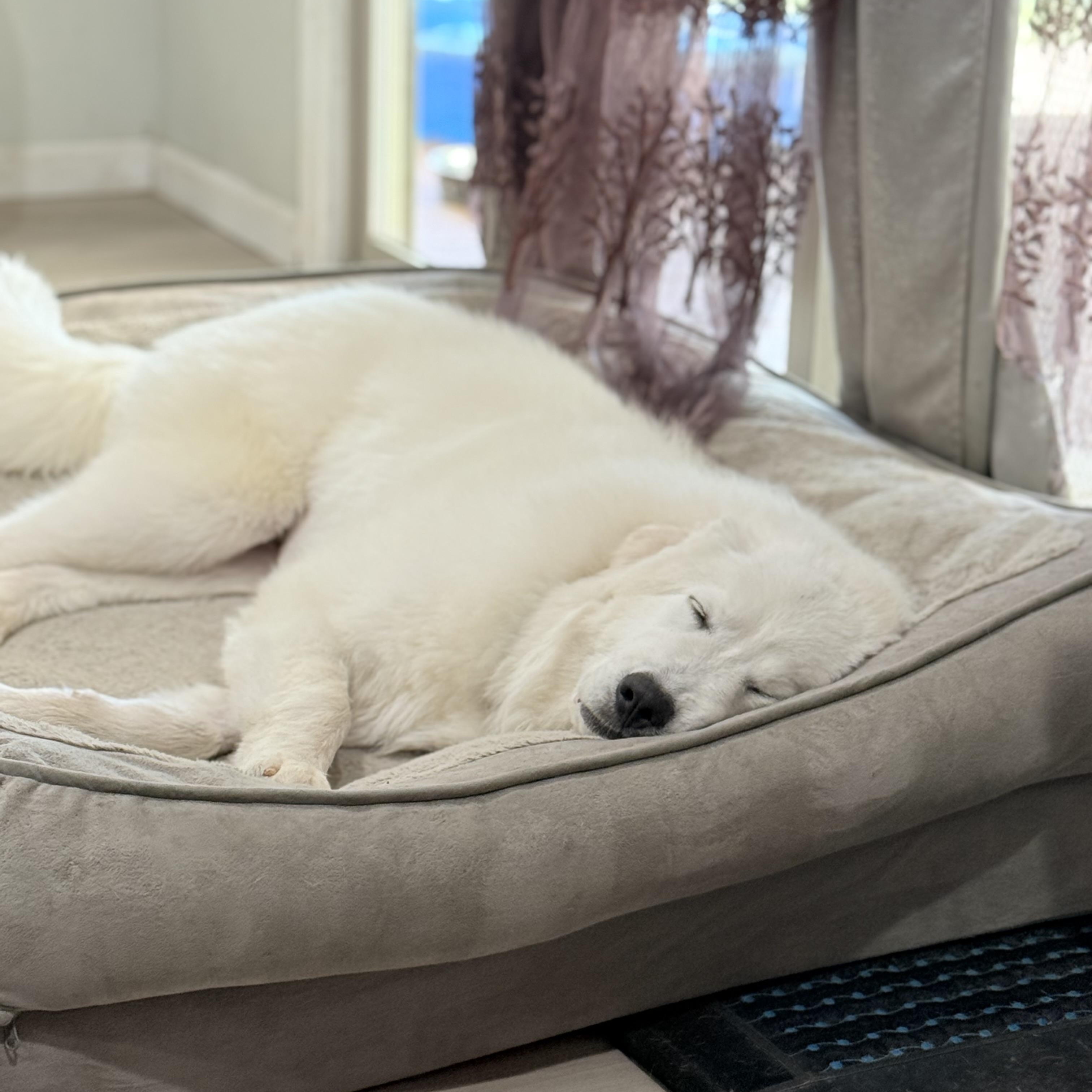 Henry, a Adoptable Great Pyrenees in Portland, OR image 5/5