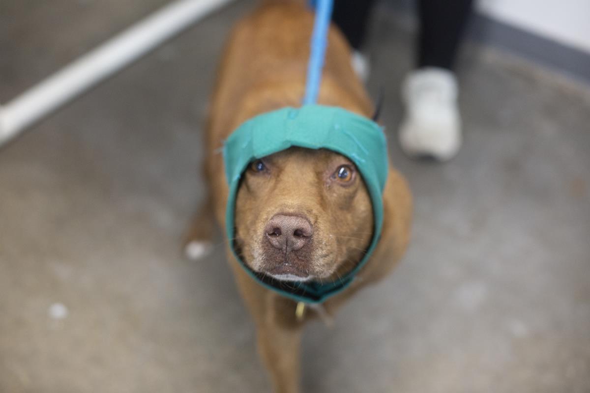 Enlarge Brownie, a Adoptable Chow Chow in Mountain Home, AR image 1/2