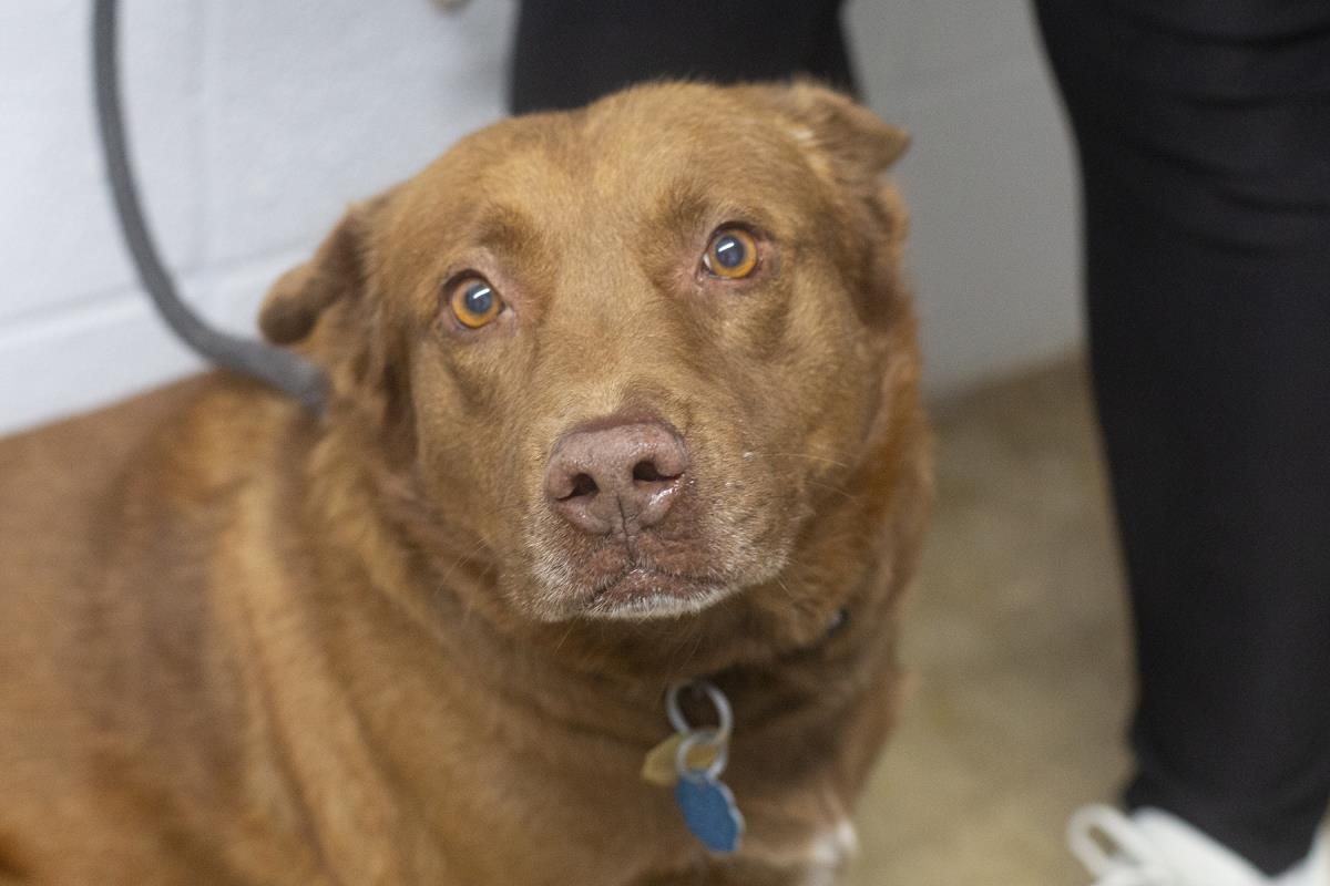 Enlarge Brayden (Brownie), a Adoptable Chow Chow in Mountain Home, AR image 1/1