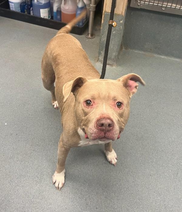 Enlarge Sterling Silver, a Adoptable mixed breed in Richmond, VA image 1/3