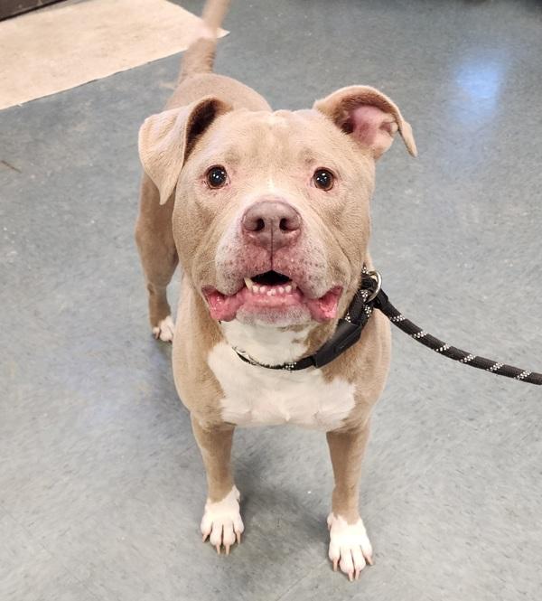 Enlarge Sterling Silver, a Adoptable mixed breed in Richmond, VA image 2/3