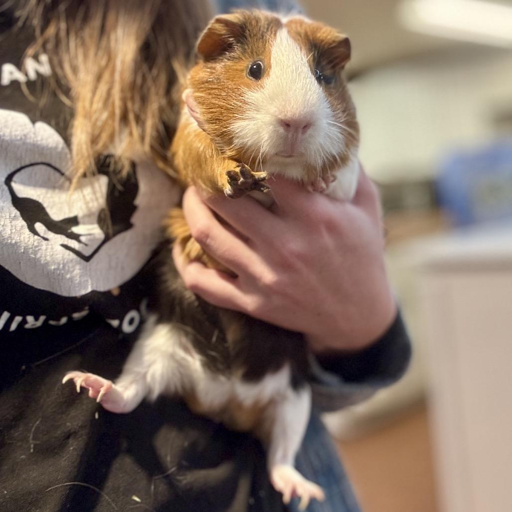 Orion, Adoptable, Young Male Guinea Pig.