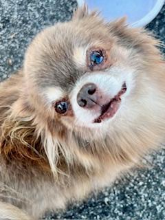 Ronnie, an adopted Chihuahua in Ladson, SC image 5/5