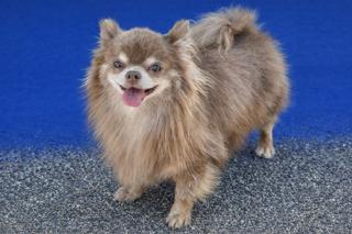 Ronnie, an adopted Chihuahua in Ladson, SC image 2/5