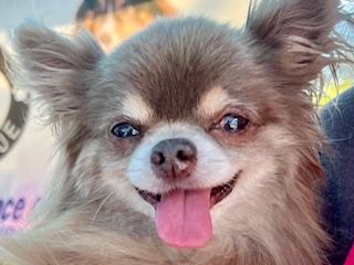 Ronnie, adopted, Senior Male Chihuahua.
