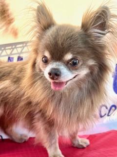 Ronnie, an adopted Chihuahua in Ladson, SC image 4/5