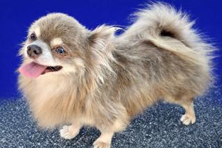 Ronnie, an adopted Chihuahua in Ladson, SC image 3/5