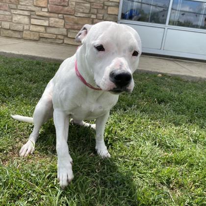 Snow White, Adoptable, Adult Female Pit Bull Terrier & Mixed Breed.