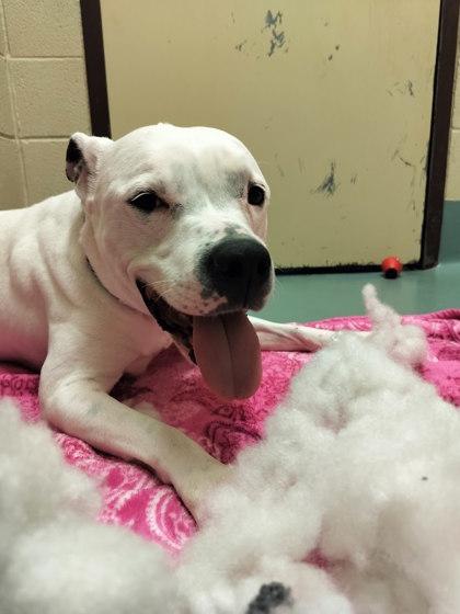 Snow White, Adoptable, Adult Female Pit Bull Terrier & Mixed Breed.