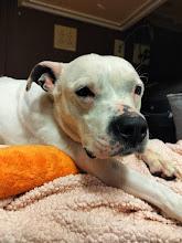 Enlarge Snow White, a Adoptable mixed breed in Irving, TX image 2/3