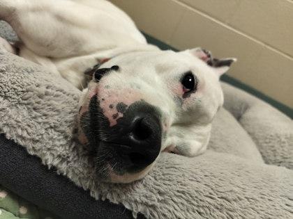 Snow White, Adoptable, Adult Female Pit Bull Terrier & Mixed Breed.