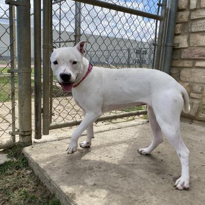 Enlarge Snow White, a Adoptable mixed breed in Irving, TX image 2/2