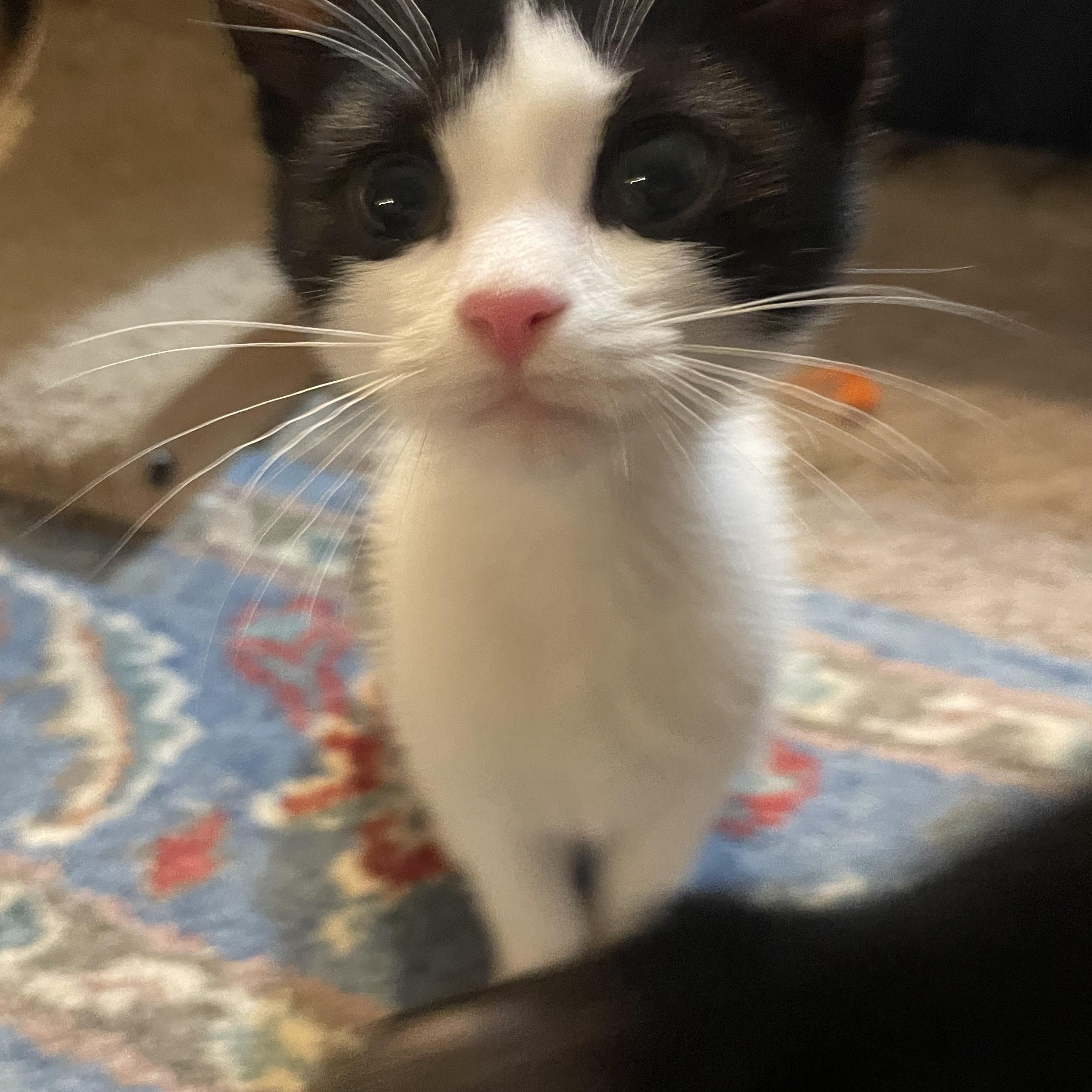 Tide Pool (Bonded to Fathom)