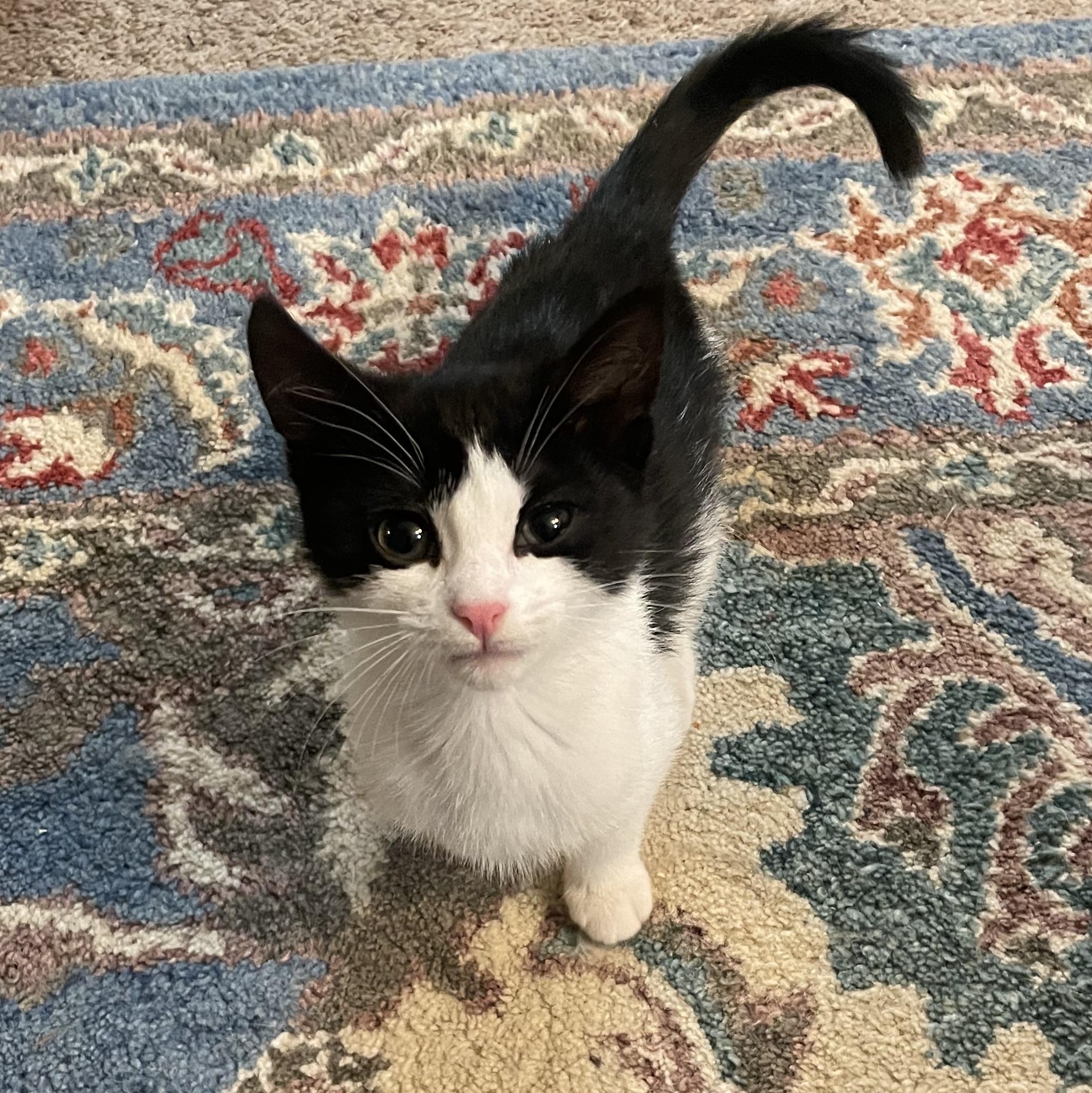 Tide Pool (Bonded to Fathom), Adoptable, Kitten Female Domestic Short Hair.