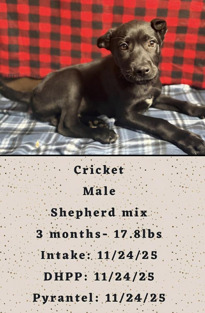 Enlarge C Bros : Cricket, a Adoptable mixed breed in Aurora, IN image 1/4