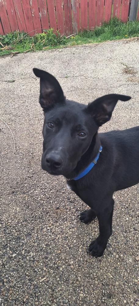 Enlarge C Bros : Cricket, a Adoptable mixed breed in Aurora, IN image 2/4