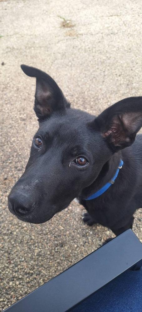 Enlarge C Bros : Cricket, a Adoptable mixed breed in Aurora, IN image 3/4