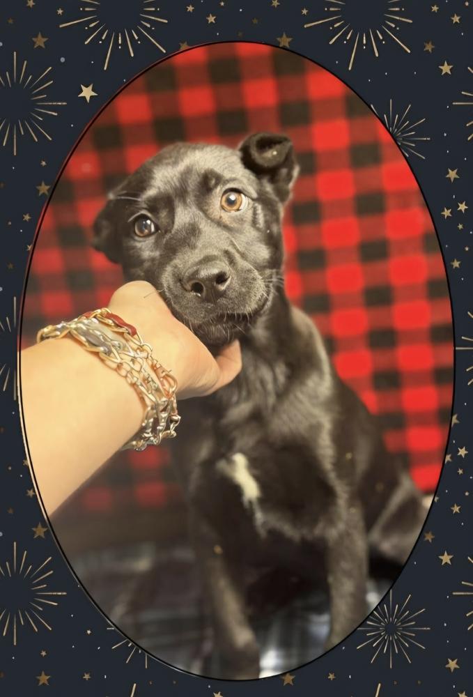 Enlarge C Bros : Cricket, a Adoptable mixed breed in Aurora, IN image 4/4