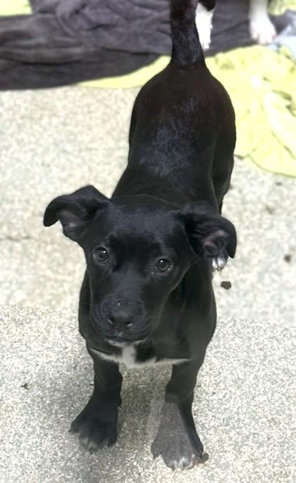 Annie, Adoptable, Puppy Female Terrier & Hound.