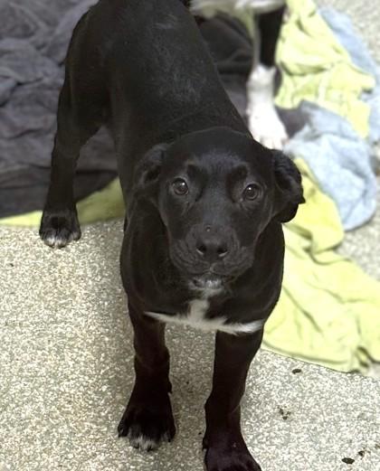 Enlarge Annie, a Adoptable mixed breed in Washington, DC image 2/3