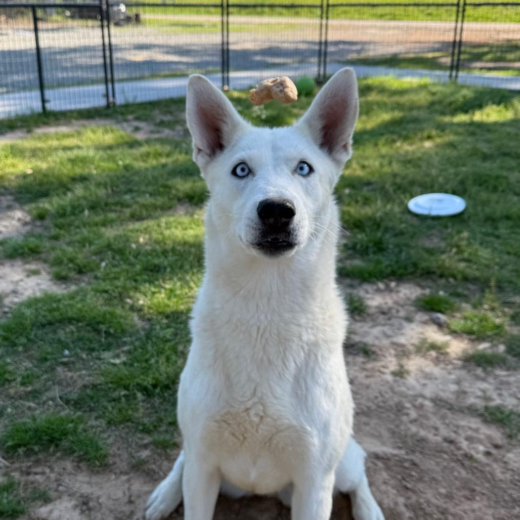 Ellie, Adoptable, Adult Female Husky.