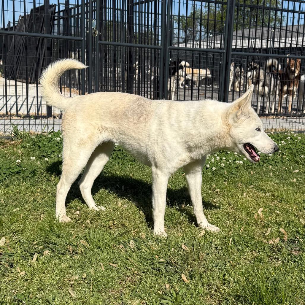 Enlarge Ellie, a Adoptable Husky in Eufaula, OK image 2/5