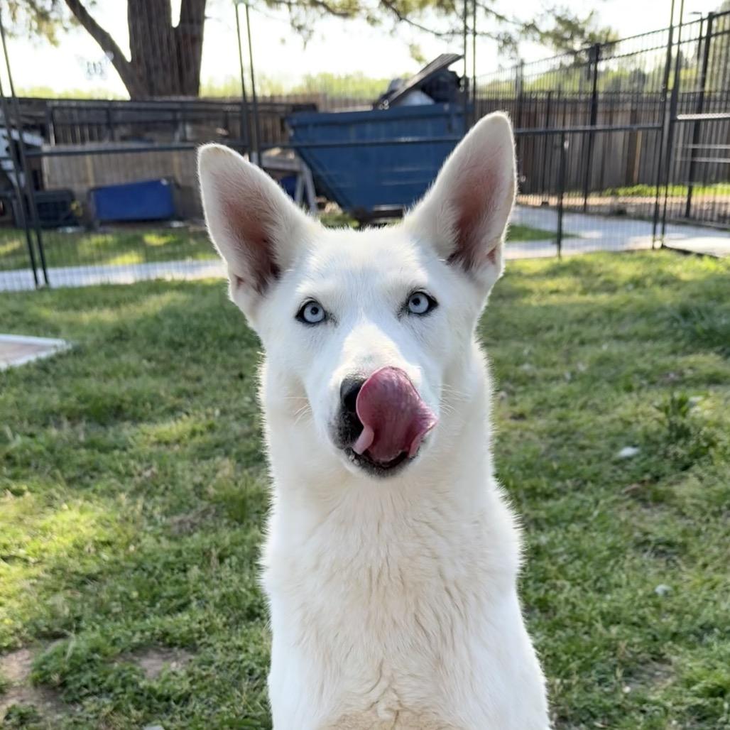 Enlarge Ellie, a Adoptable Husky in Eufaula, OK image 3/5