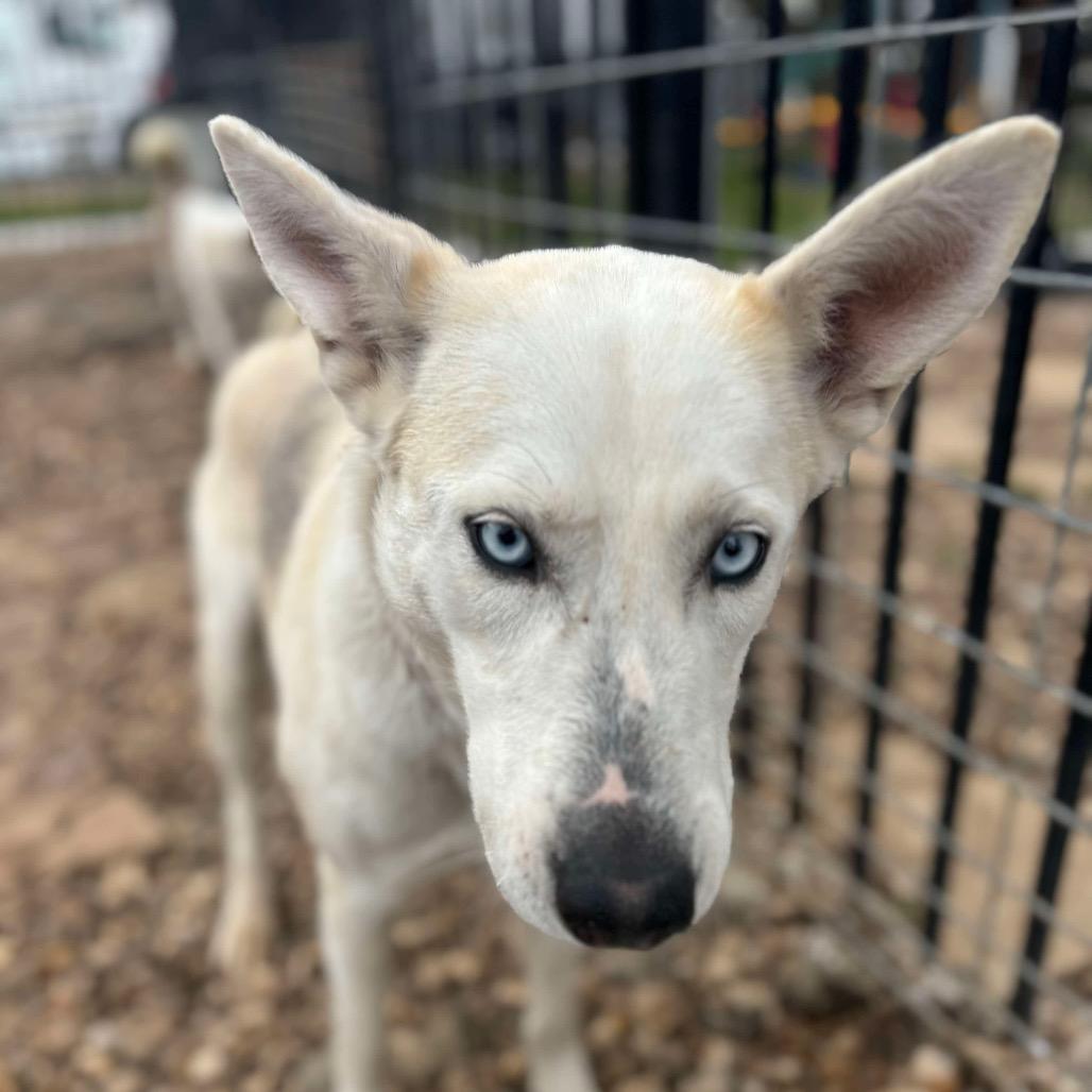 Enlarge Ellie, a Adoptable Husky in Eufaula, OK image 4/5