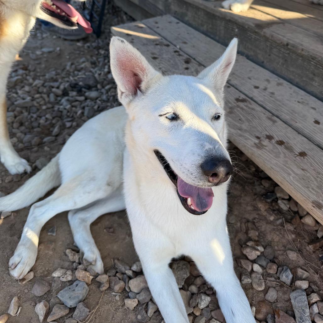 Enlarge Ellie, a Adoptable Husky in Eufaula, OK image 5/5
