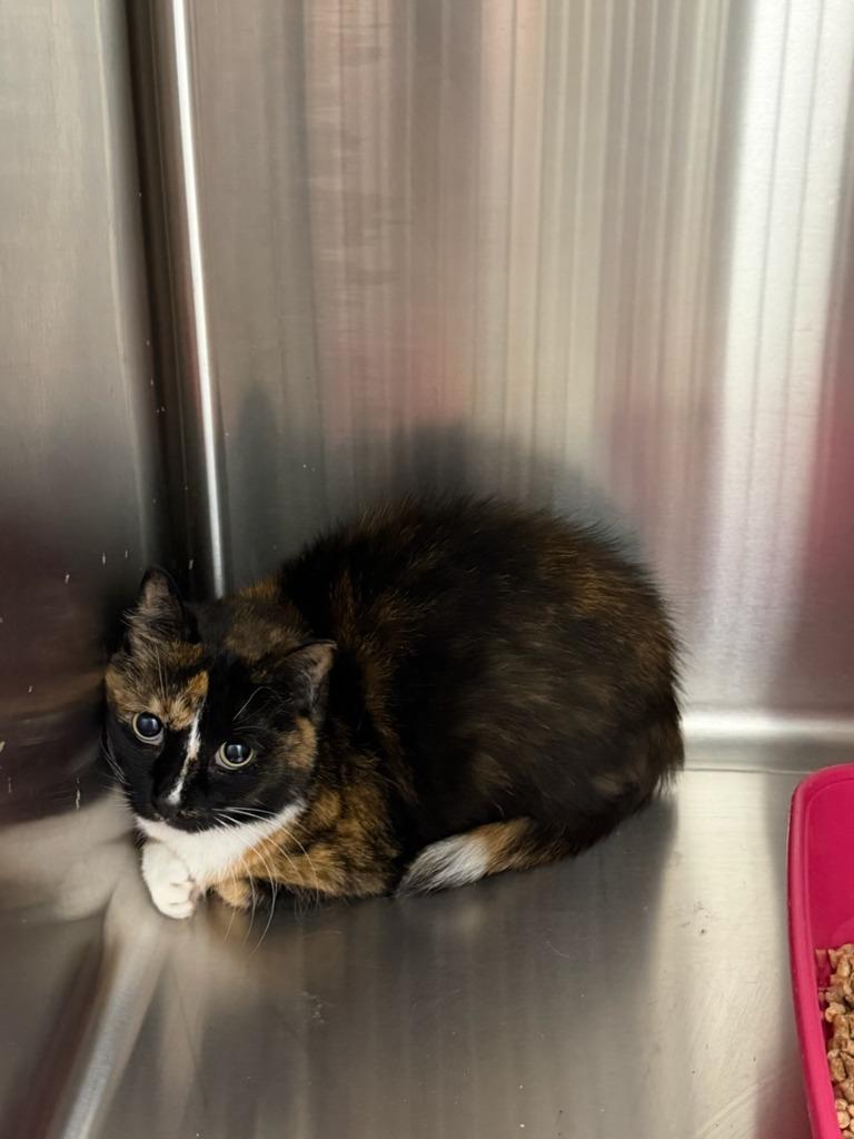 Socks, Adoptable, Senior Female Domestic Short Hair.