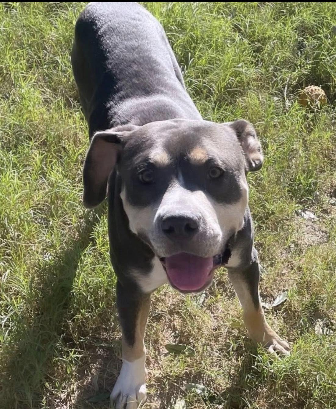Enlarge Ruger, a Adoptable mixed breed in Inez, TX image 6/6