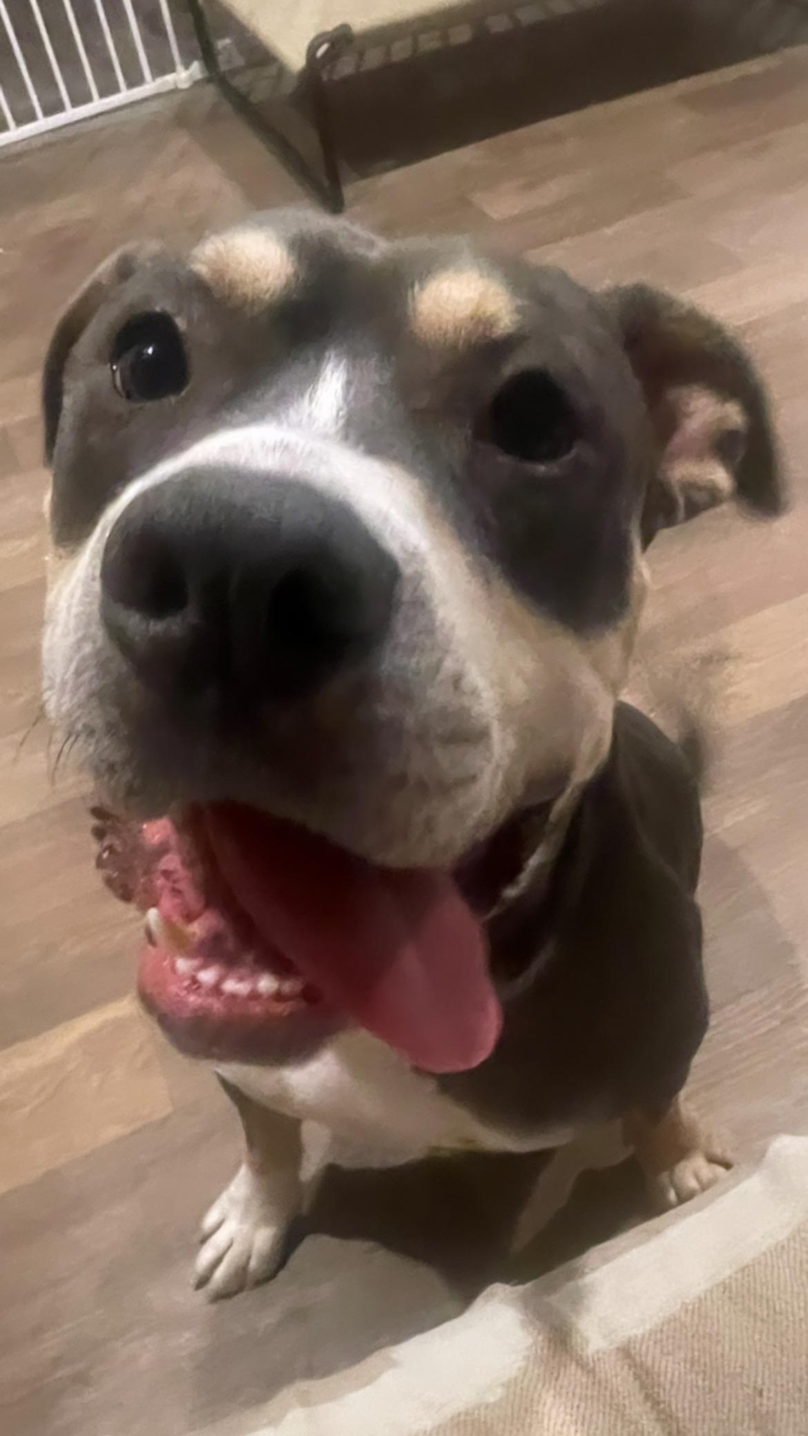 Ruger, Adoptable, Adult Male American Staffordshire Terrier.