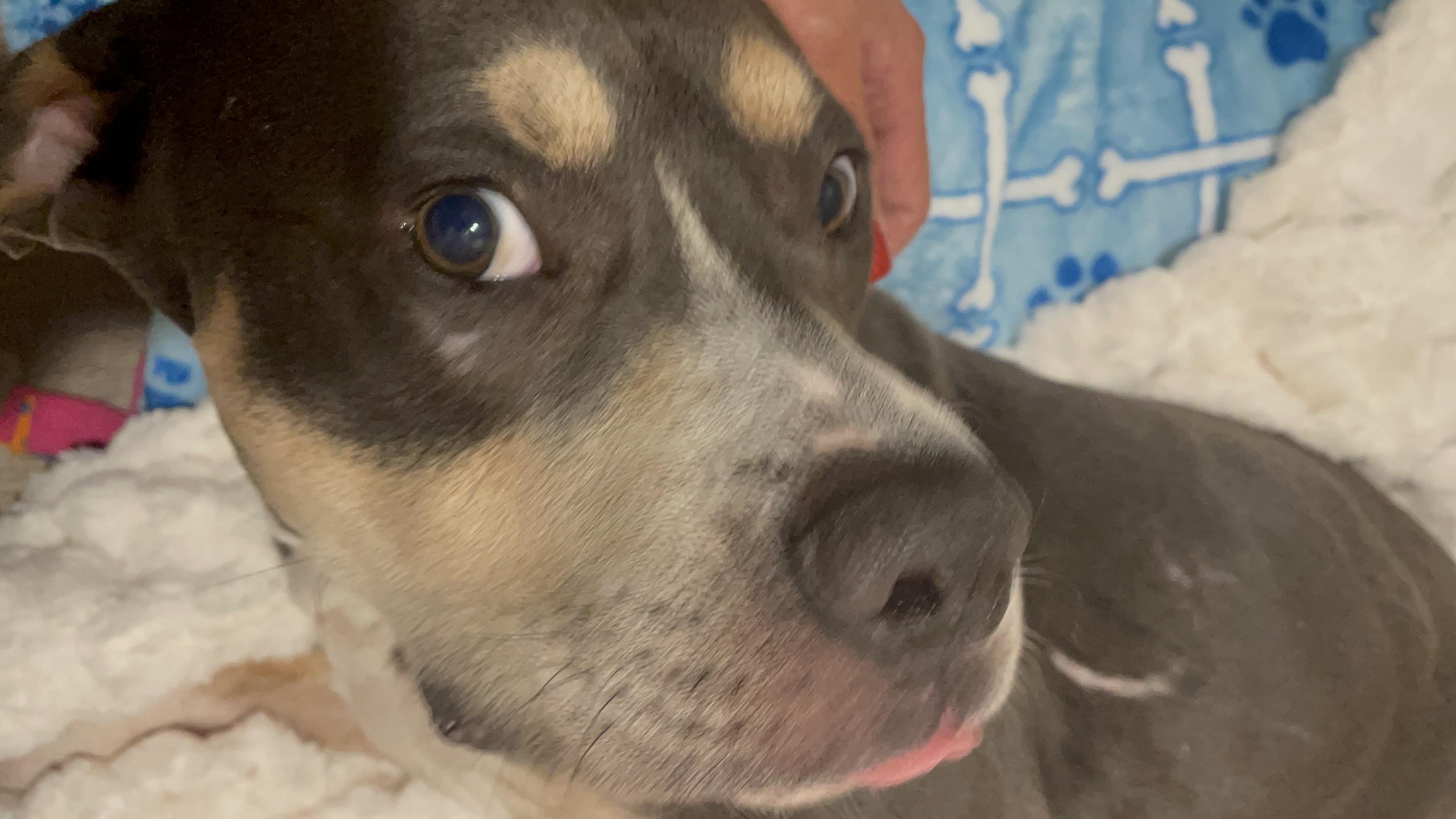 Ruger, a Adoptable mixed breed in Inez, TX image 3/6