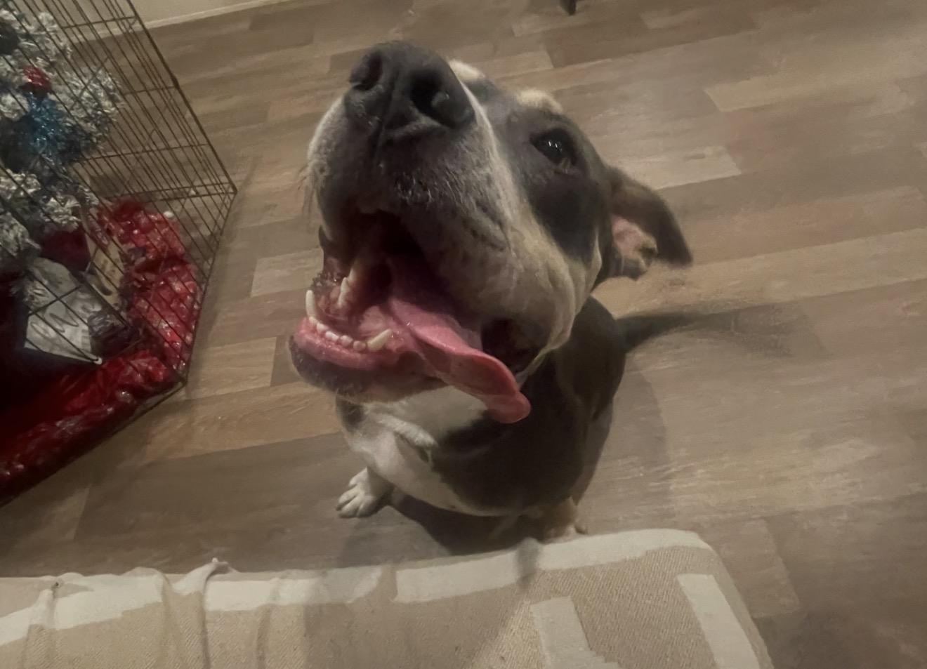Enlarge Ruger, a Adoptable mixed breed in Inez, TX image 5/6