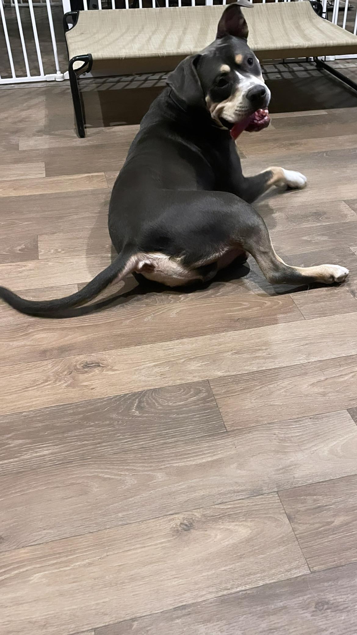 Ruger, a Adoptable mixed breed in Inez, TX image 6/6