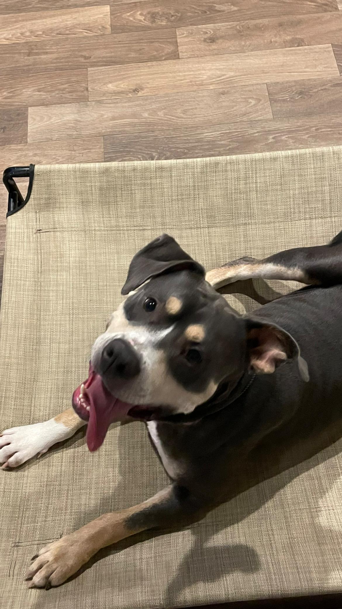 Ruger, a Adoptable mixed breed in Inez, TX image 5/6