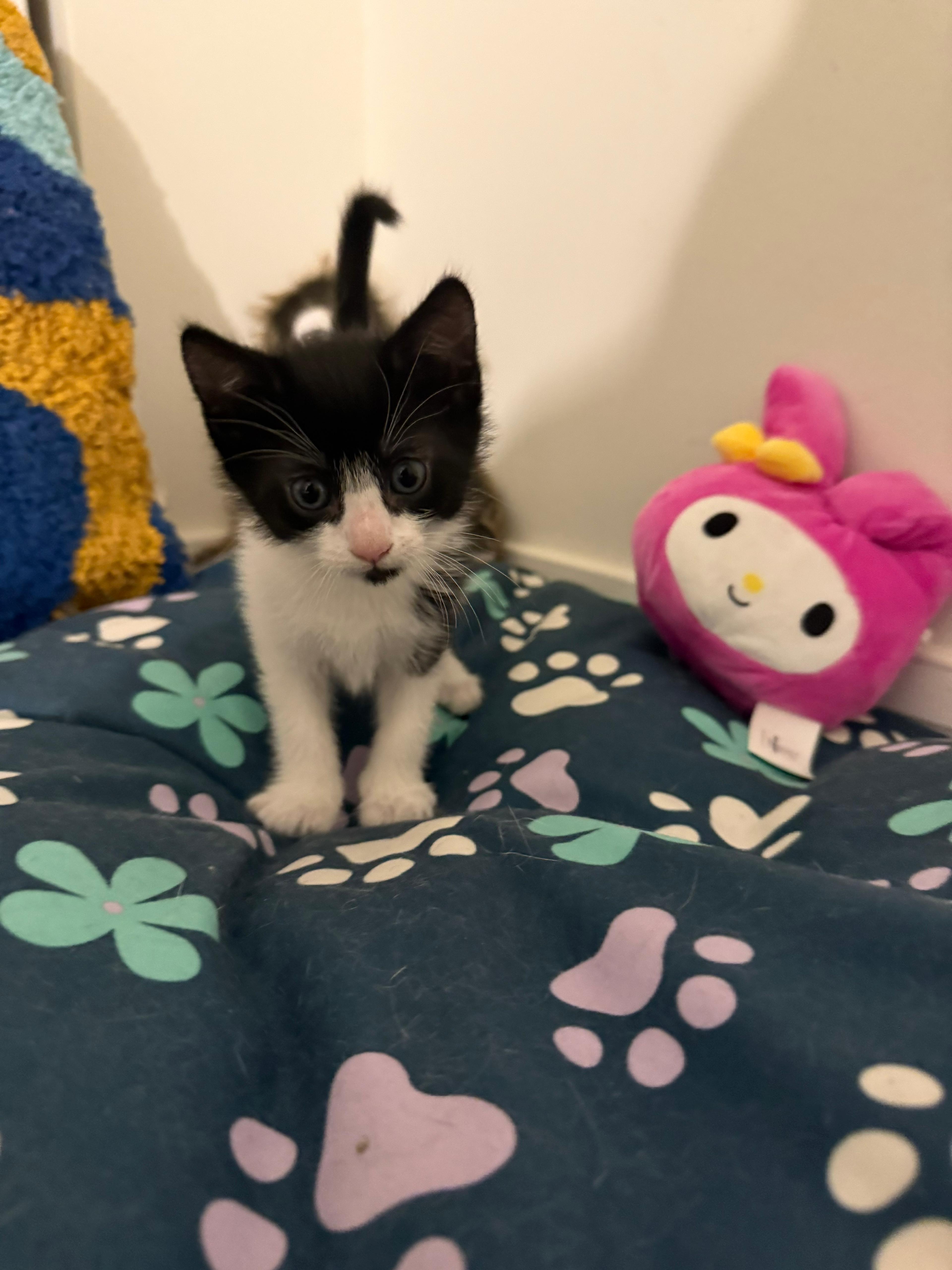 Caeli is a beautiful four week old female kitty She has a beautiful tuxedo pattern This little one