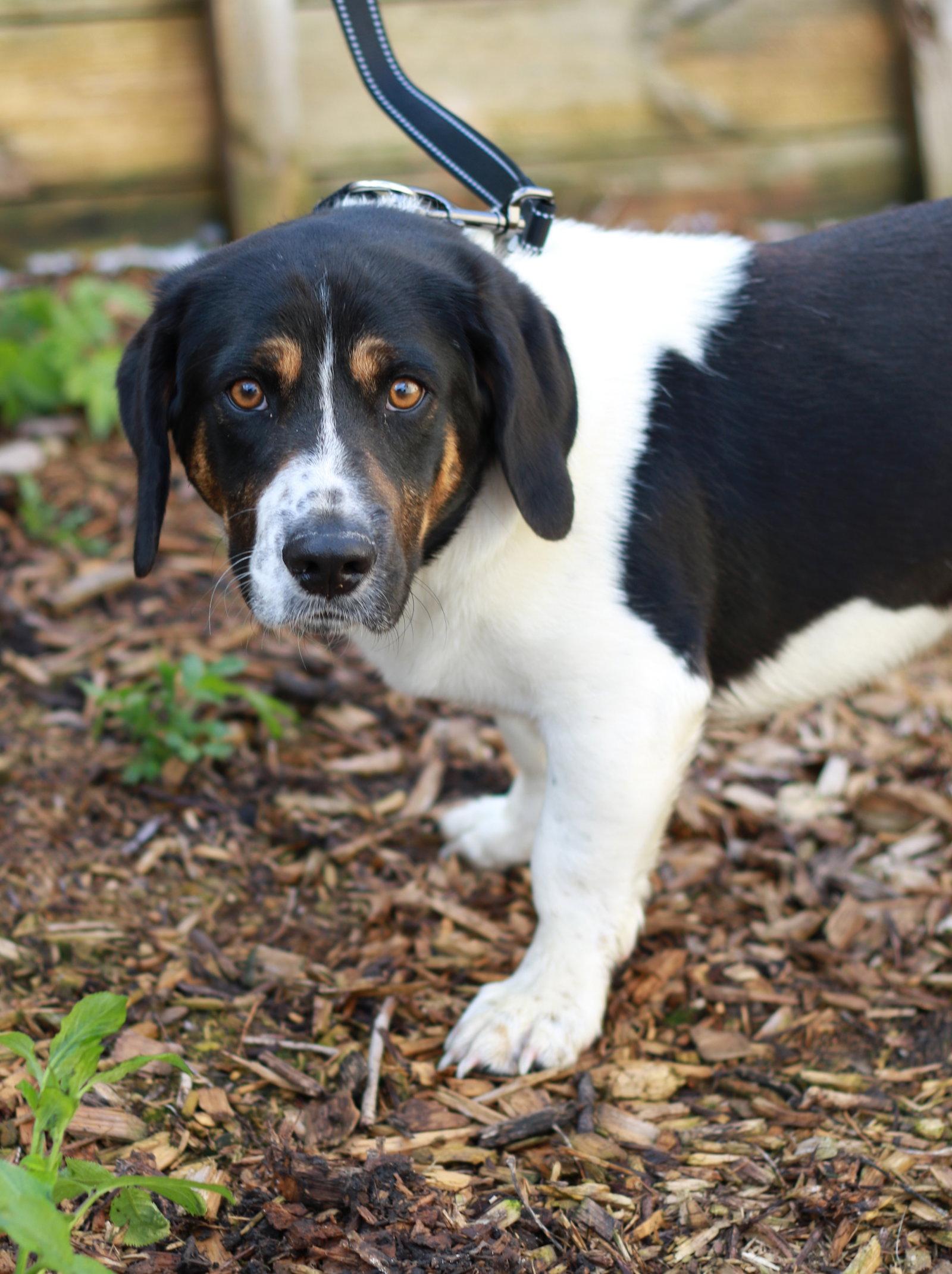 Enlarge Elvis, a Adopted mixed breed in Mankato, MN image 1/3