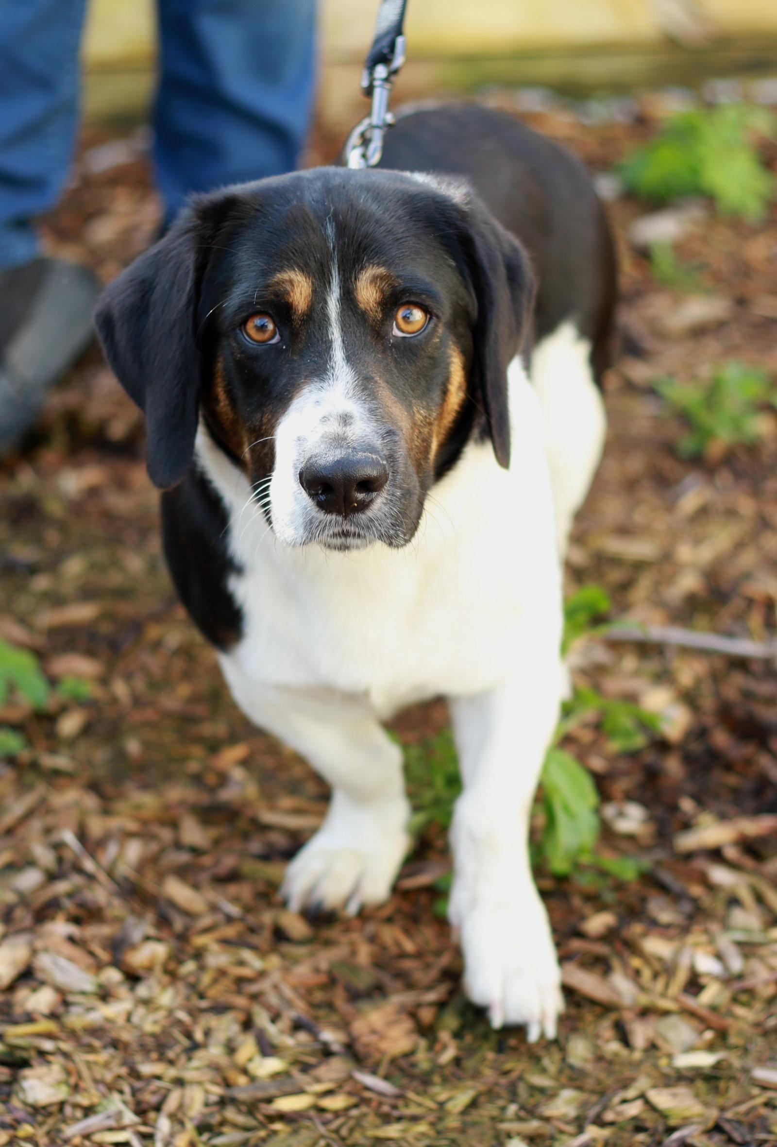 Enlarge Elvis, a Adopted mixed breed in Mankato, MN image 2/3