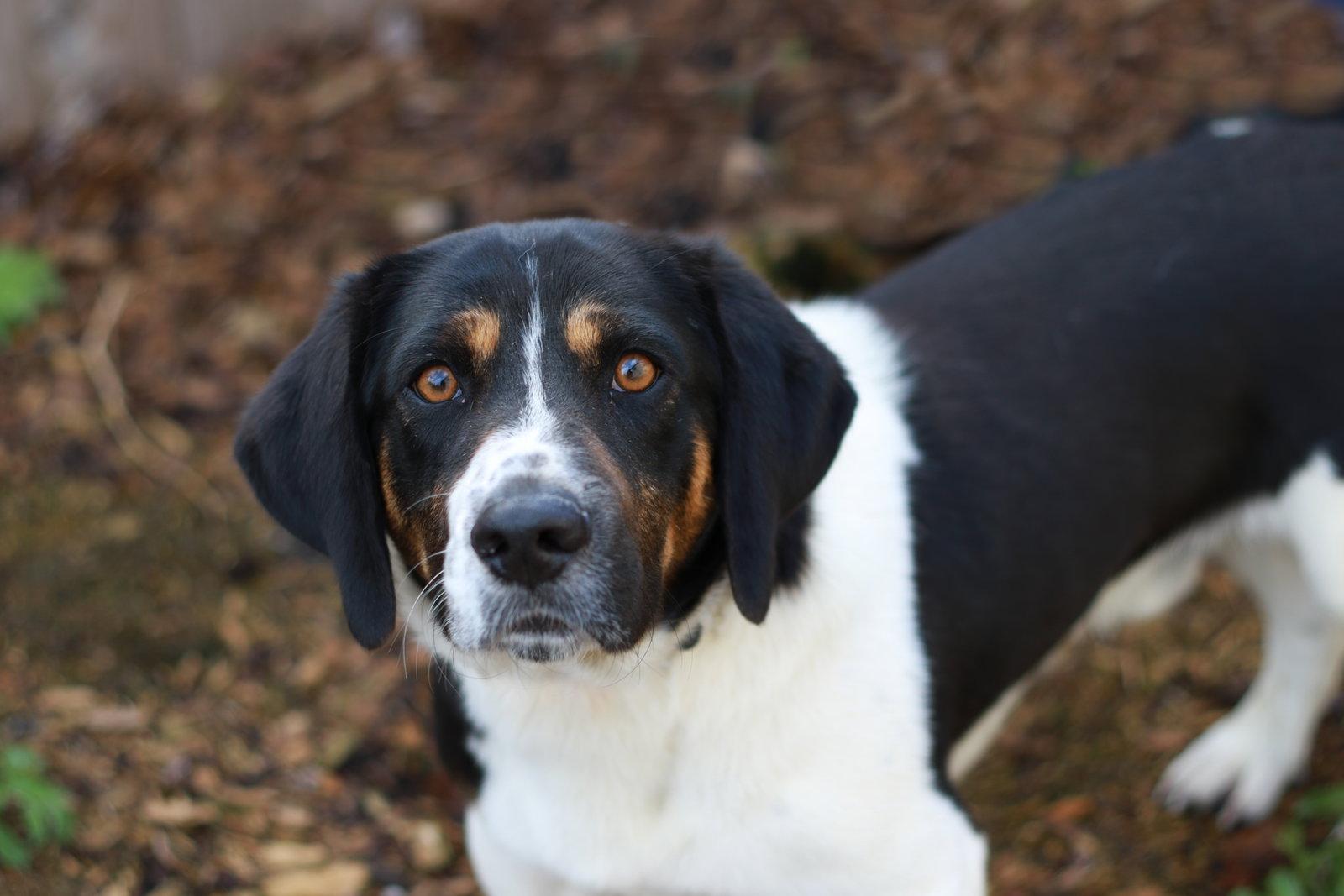 Enlarge Elvis, a Adopted mixed breed in Mankato, MN image 3/3
