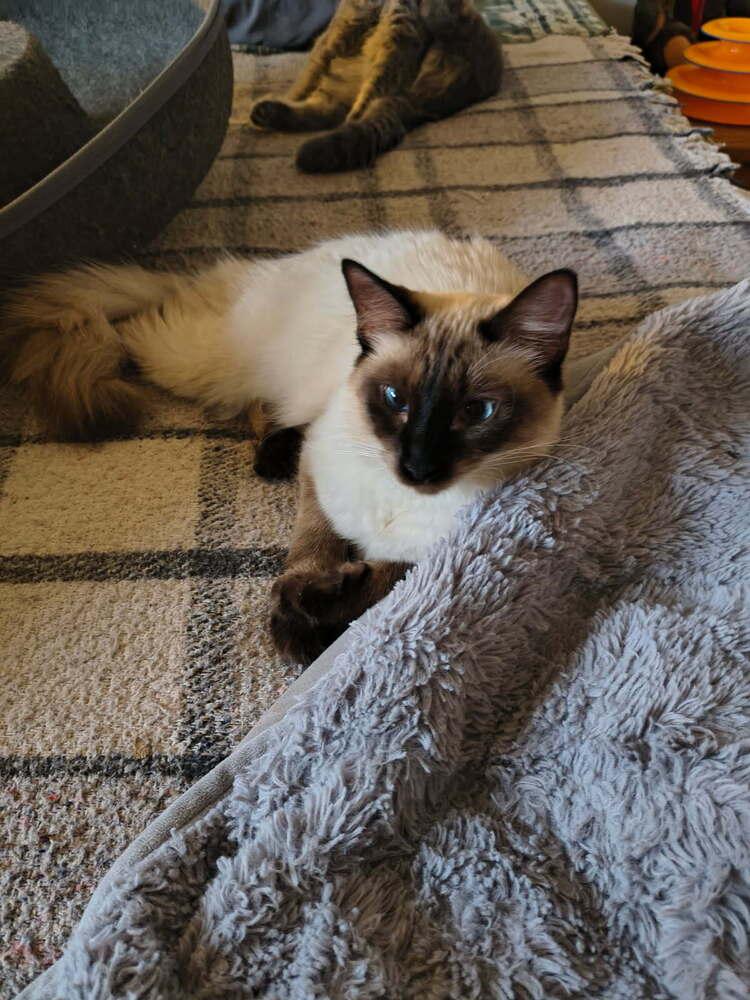 Alfie, Adoptable, Adult Female Siamese.