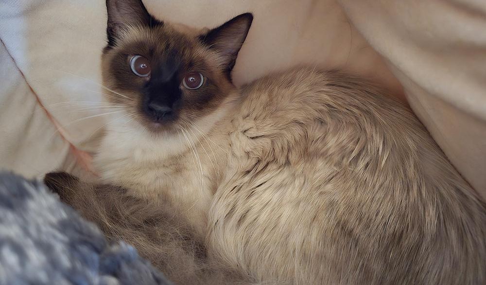 Enlarge Alfie, a Adoptable mixed breed in Vancouver, WA image 2/2