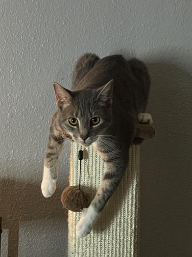 Linus & Pearl — thumbnail 3