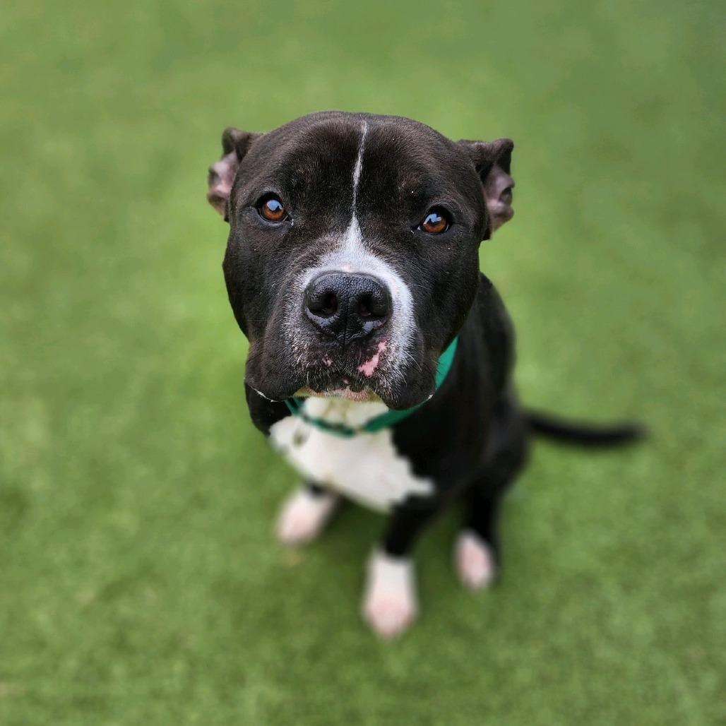 Mashlin, Adoptable, Adult Male American Staffordshire Terrier & Mixed Breed.