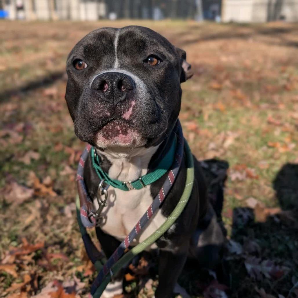 Enlarge Mashlin, a Adoptable mixed breed in Greensboro, NC image 2/6