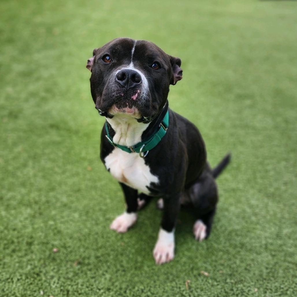 Enlarge Mashlin, a Adoptable mixed breed in Greensboro, NC image 3/6